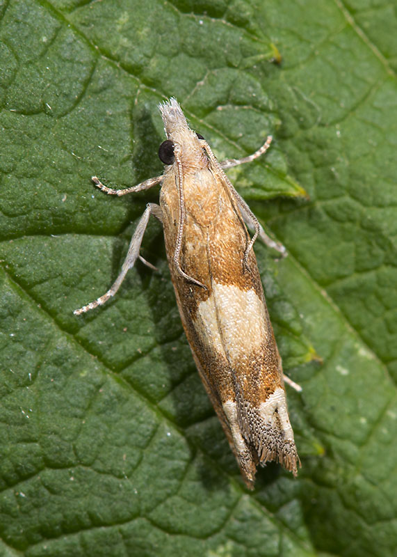 Tortricidae - Eucosma conterminana